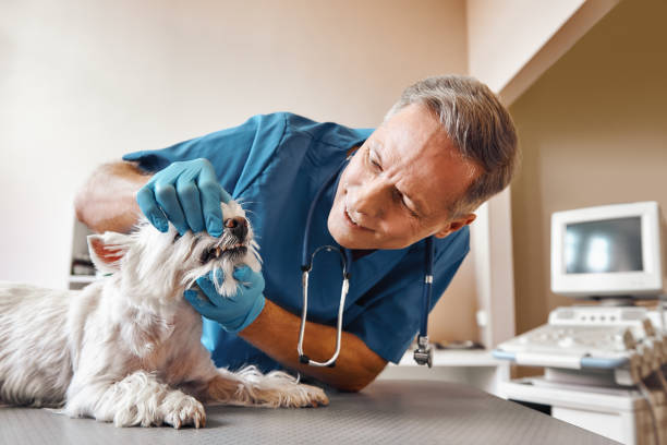 Best Walk-In Emergency Dentist in Broad Brook, CT